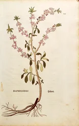 Mezereon - Daphne mezereum