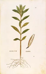 Oleander (Nerium oleander)