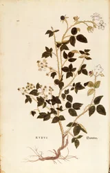 Plate: Dewberry (Rubus)