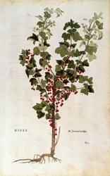 Red Currant (Ribes rubrum) by Leonhart Fuchs from De historia stirpium commentarii insignes