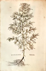 Rosemary (Rosmarinus Officinalis)