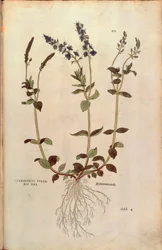 Speedwell - Veronica officinalis or Compact blue speedwell - Veronica allionii (Chamaedrys vulgaris mas) by Leonhart Fuchs from De historia stirpium commentarii insignes (Notable Commentaries on the History of Plants)