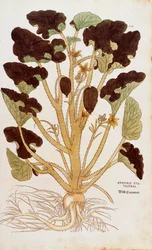Squirting Cucumber - Ecballium elaterium