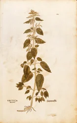 Stinging Nettle - Urtica dioica