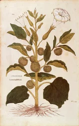 Thorn Apple or Jimson Weed - Datura stramonium