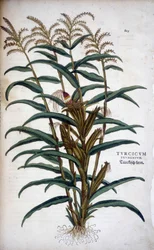 Turcicum Frumentum (Mis) - in 