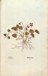 Violet (Viola odorata)
