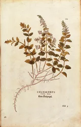 Wall Germander - Teucrium chamaedrys