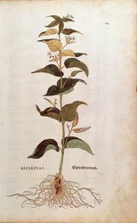 White Swallowwort - Cynanchum vincetoxicum (Asclepias) from De historia stirpium commentarii insignes (Notable Commentaries on the History of Plants) coloured engraving