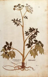 Wild Angelica (Angelica sylvestris)