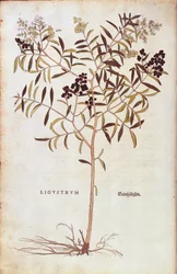 Wild Privet (Ligustrum vulgare) from Notable Commentaries on the History of Plants