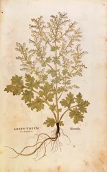 Wormwood - Artemisia absinthium
