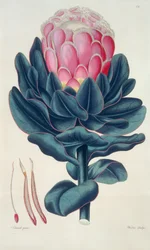 Protea Speciosa, Perigonia Pistillum (pl.12) from 