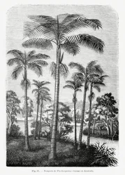Vintage Palm Tree Drawing II