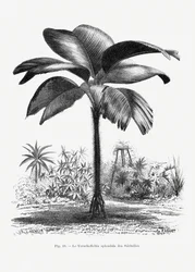 Vintage Palm Tree Drawing III
