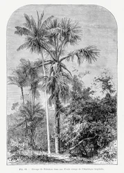 Vintage Palm Tree Drawing IV