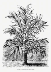 Vintage Palm Tree Drawing IX