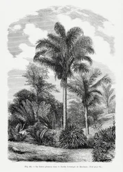 Vintage Palm Tree Drawing VI
