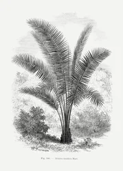 Vintage Palm Tree Drawing VII