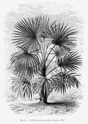 Vintage Palm Tree Drawing XI