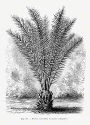 Vintage Palm Tree Drawing XIII