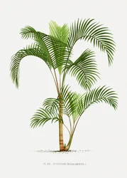 Hyophorbe I