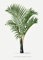 Hyophorbe V