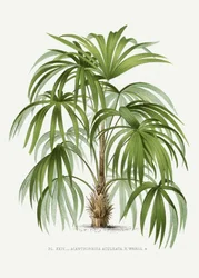 Acanthorhiza Aculeata