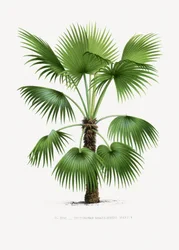 Trithrinax B