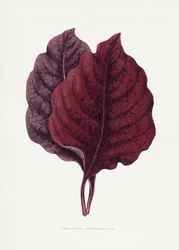 Pink Amarantus Leaf Illustration