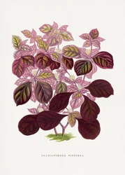 Pink Teleianthera Ficoidea Leaf Illustration