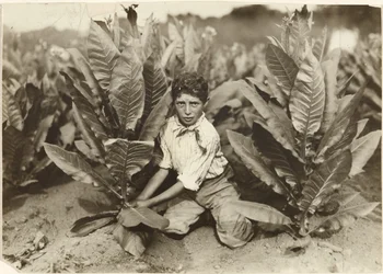 Ten Year Old Picker on Gildersleeve Tobacco Farm