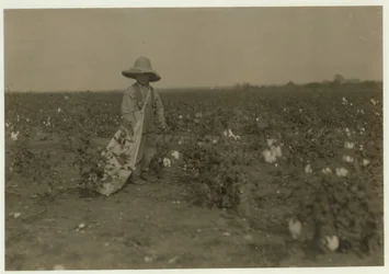 5 year old Willie Hesse picks 15 pounds of cotton a day on his parents