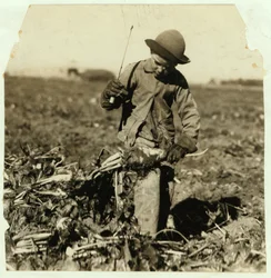 Alex Reiber aged 7 carries on topping sugar beets after 