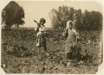 Amelia and Mary Luft, Cutting Sugar Beet on Farm near Sterling, Colorado