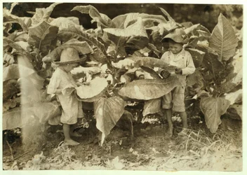 Amos 6 and Horace 4 Worm and Sucker Tobacco Plants All Day for Their Father John Neal at Warren County, Albaton, Kentucky, 1916