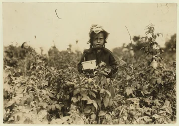 Annie Bissie Picking Berries in the Fields Near Baltimore, Maryland, 1909