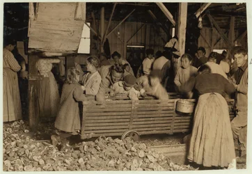 Bill May, Aged 5 who Makes 15 Cents a Day, in the Shucking Shed at Barataria Canning Company, Biloxi, Mississippi