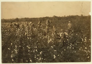 Family picking cotton near McKinney, Texas, 1913