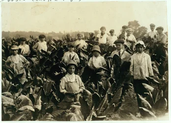 Goodrich Tobacco Farm, near Gildersleeve, Connecticut, 1917