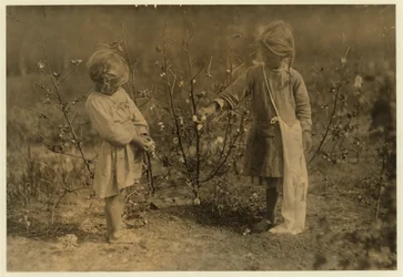 Millie, aged 4 picks 8 pounds of cotton a day and Nellie 5, picks 30 on a farm near Houston, Texas, 1913