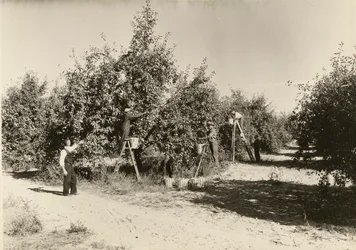 Untitled, ca. 1935