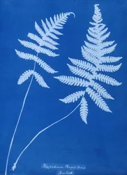Cyanotype of Polypodium phegopteris