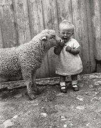 Lamb taking a close interest in a young child
