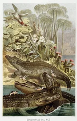 Nile Crocodiles (Crocodilus niloticus) - in 