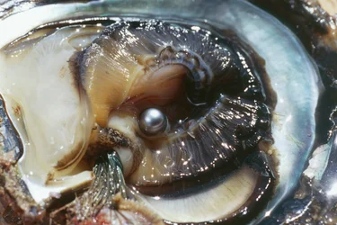 Oyster with black pearl, Manihi, Tuamotu archipelago, French Polynesia