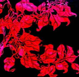 Red for William