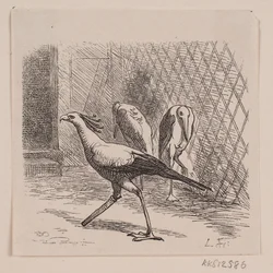 Secretary in Jardin des Plantes