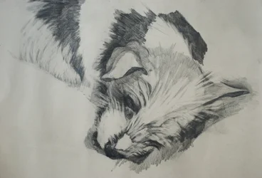 Jack Russel