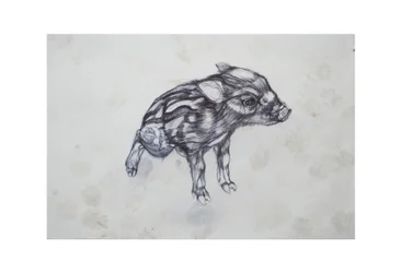 Little Pig